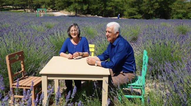 Büyükşehir'in Lavanta Şenliği başlıyor