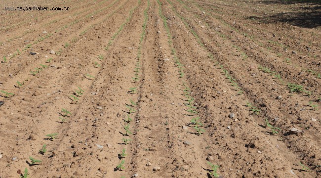 Çankırı Belediyesi Tarımsal İlk Faaliyetini Gerçekleştirdi