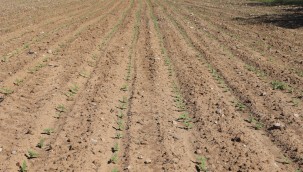 Çankırı Belediyesi Tarımsal İlk Faaliyetini Gerçekleştirdi