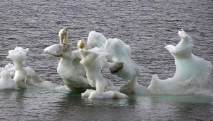 Grönland'da keşfedilmemiş bir kutup ayısı topluluğu bulundu