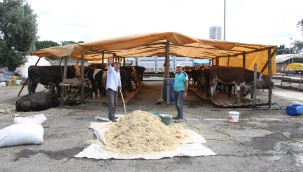   Kartal'da 48 Bin Metrekare Büyüklüğünde Kurban Satış Pazarı Kuruldu