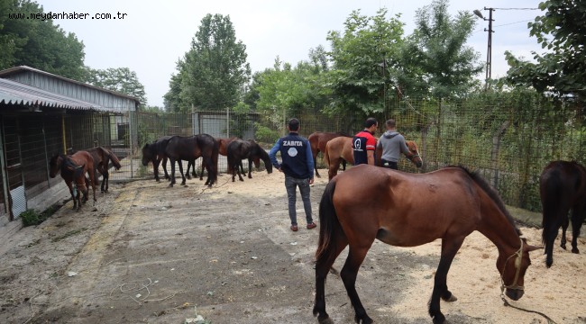 KESİME GİDEN ATLAR YAKALANDI