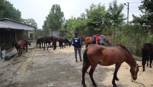 KESİME GİDEN ATLAR YAKALANDI