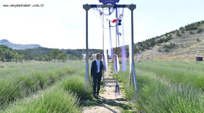 Lavantalar Hasat Zamanını Bekliyor