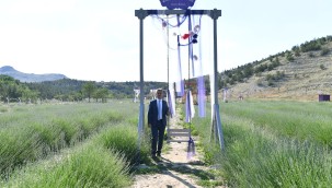 Lavantalar Hasat Zamanını Bekliyor