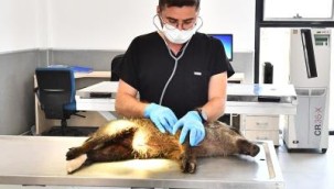 Yaralı yavru domuz tedavi altında