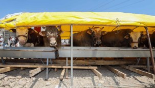 Yenimahalle kurbanlıklar için gün sayıyor ​​​​​​​