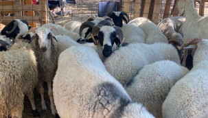 SEFERİHİSAR'DA DENETİM FARKI