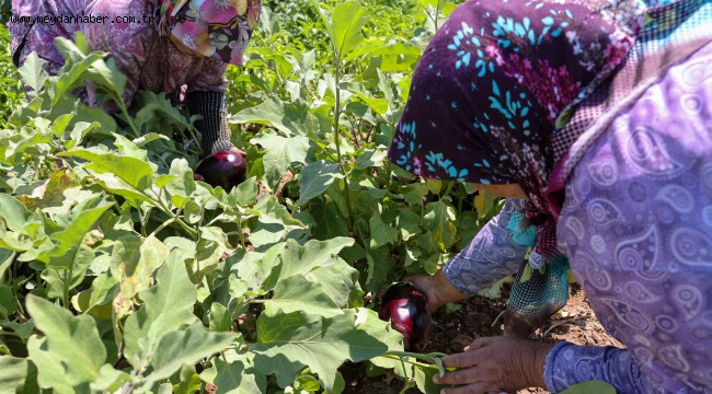 Buca'da üreticinin ilk hasat coşkusu