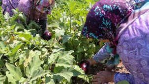 Buca'da üreticinin ilk hasat coşkusu