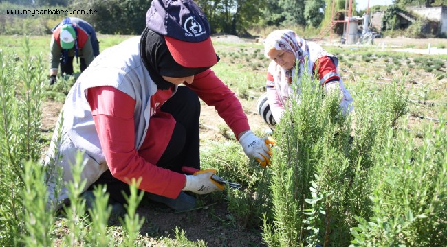 BİBERİYE HASADI BAŞLADI