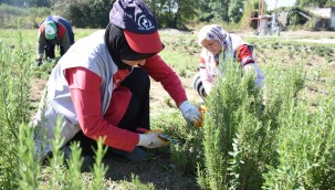 BİBERİYE HASADI BAŞLADI