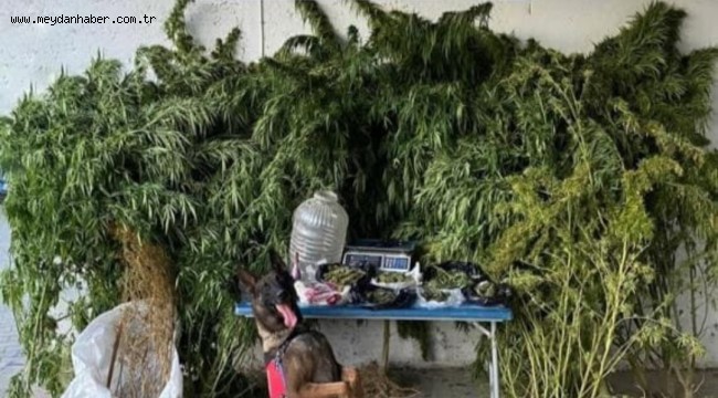 DENİZLİ İL JANDARMA KOMUTANLIĞINCA, PAMUKKALE İLÇESİNDE OPERASYON İCRA EDİLDİ