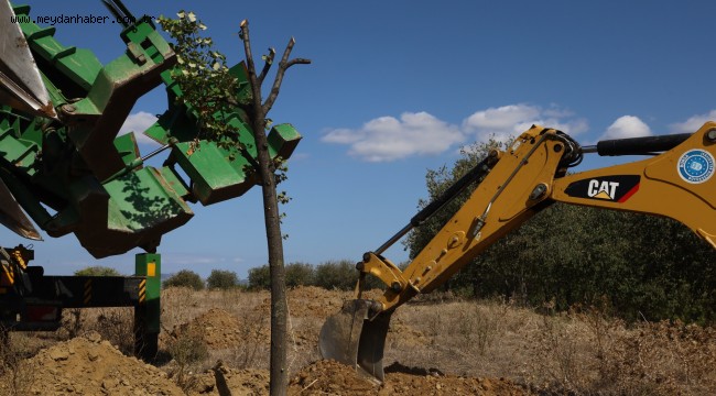 Yolda kalan ağaçlar taşınıyor