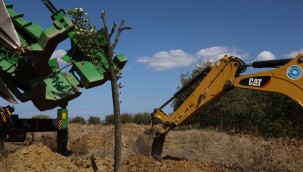 Yolda kalan ağaçlar taşınıyor