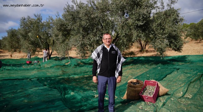 BELEDİYE ZEYTİNLİKLERİNİN İLK HASADI BAŞKAN MESUT ERGİN'DEN