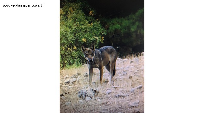 Egeli araştırmacıların fotokapanına Batı Anadolu'da nesli tükenmekte olan kurt yansıdı
