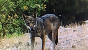Egeli araştırmacıların fotokapanına Batı Anadolu'da nesli tükenmekte olan kurt yansıdı