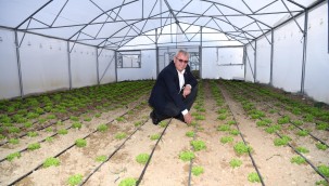 Keşan Belediyesi seralarında ilk hasat yapıldı