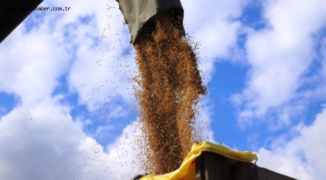 KONURALP PİRİNCİNDE YENİ DÖNEM HASADI YAPILIYOR