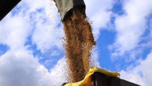 KONURALP PİRİNCİNDE YENİ DÖNEM HASADI YAPILIYOR