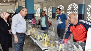 KUŞ PAZARINDA BRAHMA YARIŞMASI YAPILACAK