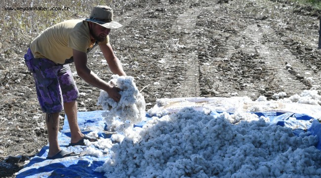 TARSUS BELEDİYESİ DESTEK VERDİ, BEYAZ ALTIN'IN HASADI YAPILDI