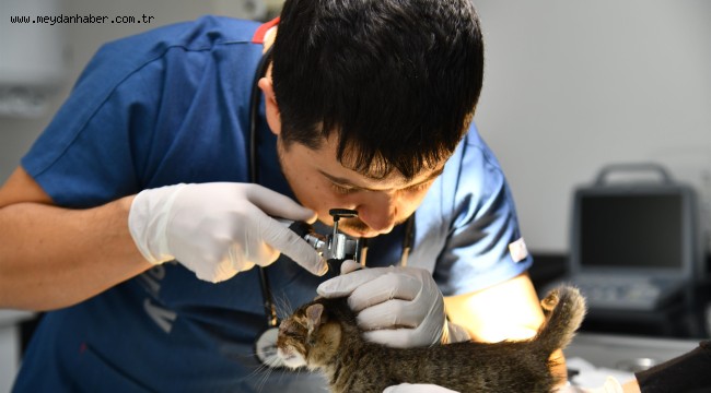 BBB'den, Edremit'e Sokak Hayvanları Tedavi Merkezi