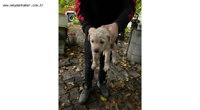 Dereye düşen yavru köpeği Büyükşehir İtfaiyesi kurtardı