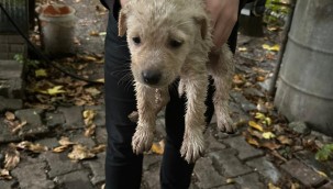 Dereye düşen yavru köpeği Büyükşehir İtfaiyesi kurtardı