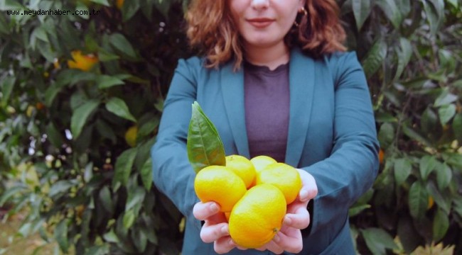 Seferihisar 22. Mandalina Şenliği'ne Hazır