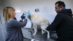 KARŞIYAKA'DA GÜNDE 150 CAN DOSTA ŞİFA