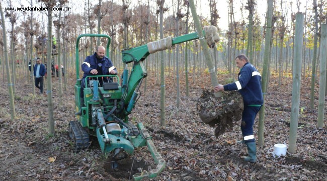 Üretim fidanlığında yetişiyor Kocaeli'yi yeşillendiriyor