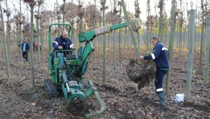 Üretim fidanlığında yetişiyor Kocaeli'yi yeşillendiriyor