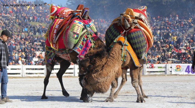 41. EFES SELÇUK DEVE GÜREŞLERİ FESTİVALİ 15 OCAK'TA EFES SELÇUK'TA