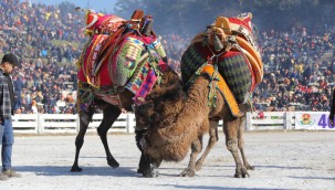 41. EFES SELÇUK DEVE GÜREŞLERİ FESTİVALİ 15 OCAK'TA EFES SELÇUK'TA