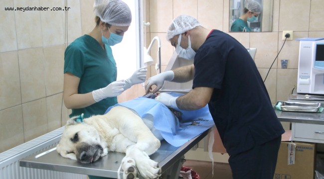 -BİR YILDA 24 BİN 821 SOKAK HAYVANINA TEDAVİ