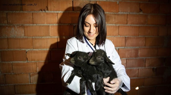 Üreğil'in Üçüz Bebek Keçileri