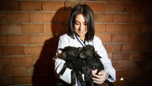 Üreğil'in Üçüz Bebek Keçileri