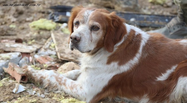 Malatyalı depremzede, av köpeği "Alex" ile kurtarma çalışmalarına katılıyor