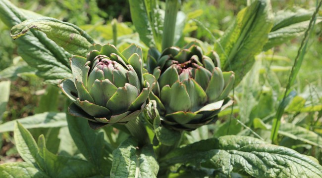 BELEDİYENİN TARIMSAL KALKINMA ÇALIŞMALARI SÜRÜYOR