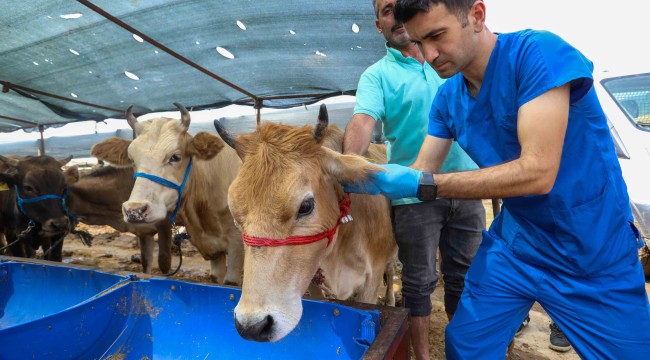 -Buca Belediyesi'nde Kurban Bayramı mesaisi