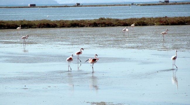 Kuş Cenneti'ne anjiyo: