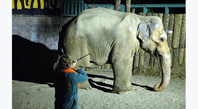 Pak Bahadır efsanesi müzede yaşatılacak