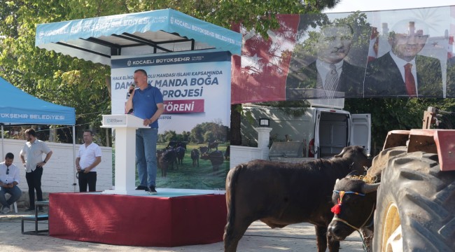 Büyükşehir'in desteği ile temin edilen damızlık manda boğaları, Kandıra'da Başkan Büyükakın'ın katılımıyla düzenlenen törenle üreticilere teslim edildi
