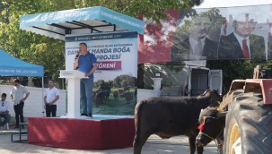 Büyükşehir'in desteği ile temin edilen damızlık manda boğaları, Kandıra'da Başkan Büyükakın'ın katılımıyla düzenlenen törenle üreticilere teslim edildi