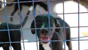 ÖĞRENCİLERDEN SOKAK HAYVANLARINA ZİYARET