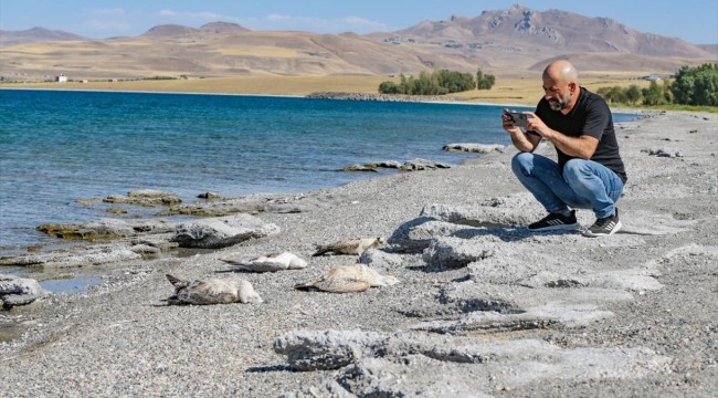 Van'da aşırı sıcaklık ve kuraklık martı ölümlerini artırdı