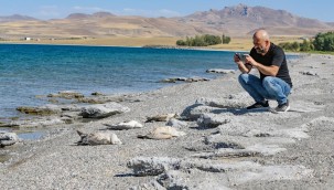 Van'da aşırı sıcaklık ve kuraklık martı ölümlerini artırdı