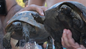 YANGINDA KURTARILAN KAPLUMBAĞALAR TEDAVİ EDİLİYOR